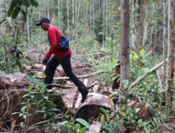 Antisipasi illegal logging, Polres Bengkayang Laksanakan Patroli dan Razia Hutan