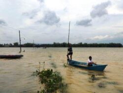 Banjir di Pati Picu Ribuan Hektare Sawah Padi Gagal Panen, Dinas Pertanian Ajukan Klaim Asuransi
