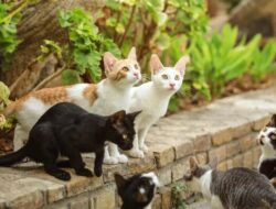 Geger! Ajakan Tangkap & Buang Kucing Liar di Semarang Beredar di Medsos