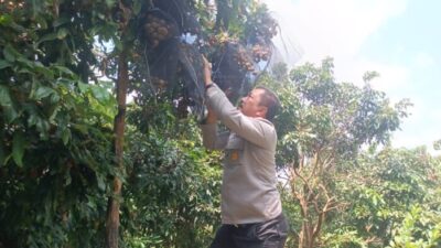 Kabareskrim Polri Kunjungi Kebun Buah Tunjungan, Dukung Ketahanan Pangan Dan Potensi Agrowisata Di Blora