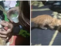 Kondisi Anak Kucing yang Viral Dicekoki Tuak di Ambarawa Semarang