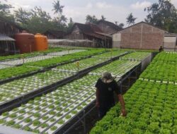 Lulusan SMP Sukses Bikin Ladang Hidroponik di Semarang, Sehari Panen 100 Kg