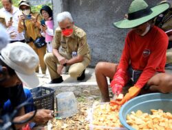 Petani Banjarnegara Olah Porang Jadi Pangan Alternatif