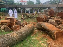 Protes Puluhan Pohon Ditebangi, Alumni Somasi SMAN 1 Semarang
