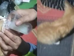 Tega Cekoki Anak Kucing Minum Tuak, Remaja Asal Semarang Diamanankan Polisi