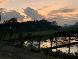 Terdampak Banjir, 653 Hektar Sawah di Pati Gagal Panen