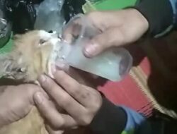 Viral di medsos anak muda beri Miras pada seekor kucing, Polres Semarang minta keterangan pelaku