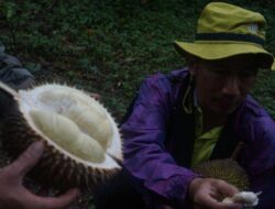 Februari Ini Durian Milky Khas Batang Panen Besar, Bentuk Kecil Tapi Rasa Legit dengan Daging Tebal