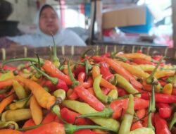 Harga Cabai di Kota Semarang Semakin Pedas, Perkilogram Rp 65.000