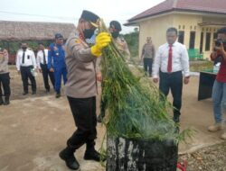 Kunker ke Polres Benteng, Kapolda Bengkulu Musnahkan 32 batang BB Ganja