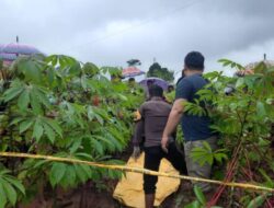 Polisi Olah TKP Penemuan Mayat Perempuan di Kebun Singkong Batang