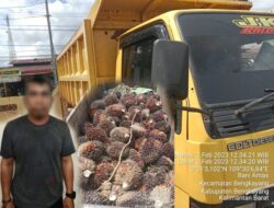 Polres Bengkayang Tangkap Pelaku Pencurian Buah Sawit Milik PT. Darmex Agro