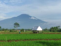 Stok Aman, Purbalingga Malah Surplus Beras 16.000 Ton Lebih