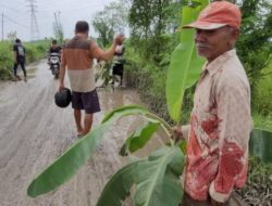 Warga di Pati Tanami Pohon Pisang, Protes Jalan Rusak Tak Kunjung Diperbaiki