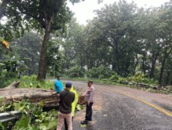 Pohon Jati Amruk, Akses Jalan Poncowati Alas Roban Ditutup