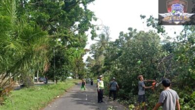 Cegah Laka Lantas, Polresta Bengkulu Melaksanakan Pengaturan Dilokasi Pohon Tumbang