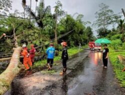 Dampak Cuaca Ekstrem di Banjernegara, Sejumlah Pohon Tumbang
