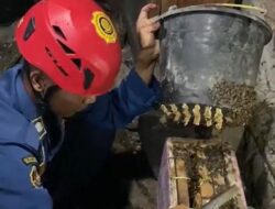 Sarang Lebah Madu Di Rumah Warga, Petugas Damkar Evakuasi Dengan Tangan Kosong