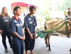 Bapak Anak Pencuri Kuda di Ciduk Satreskrim Polrestabes Semarang