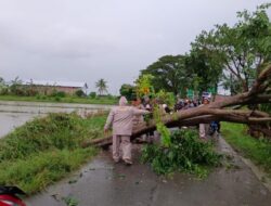 Personil Polsek Wedung Datangi TKP Pohon Tumbang Di Jalan