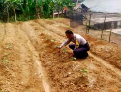 Anggota Polisi Polsek Pakkat Polres Humbang Hasundutan Ubah Lahan Tidur Jadi Kebun Sayur