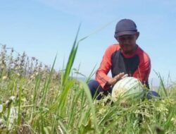 Sentra Buah Semangka di Kabupaten Batang Hasilkan Ribuan Ton Setiap Musim Panen