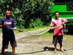 Ular Piton 4 Meter Ditangkap Warga di Selokan Sered Banjarnegara