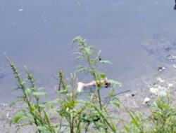 Potongan Kaki Ditemukan Terapung di Sungai Bengawan Solo Sukoharjo