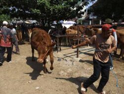 Aktivitas Jual Beli Sapi di Pasar Kliwonan Bekonang Sukoharjo Menjelang Iduladha