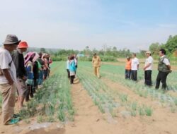Bupati Humbahas Meninjau Pertanaman Bawang Merah Bantuan BI di Desa Dolokmargu