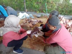 DPP Sukoharjo Temukan Cacing Hati pada Hewan Kurban