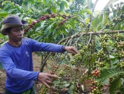 Harga Naik, Aksi Pencurian Kopi di Desa Surjo Kabupaten Batang Marak