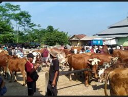 Jelang Idul Adha Harga Sapi di Banjarnegara Melambung: Limosin Rp25 Juta, Metal Rp32 Juta