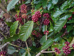 Marak Aksi Pencurian Buah Kopi di Desa Surjo Batang, Ini Penyebabnya