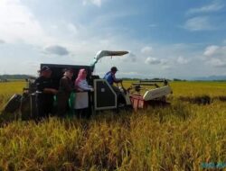 Panen Bersama di Tawangsari, BI & Pemkab Sukoharjo Mengajak Petani Gunakan Teknologi
