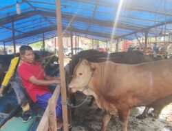 Ramai Pedagang Hewan Kurban ke Semarang, Pemkot: Wajib Lapor Lurah