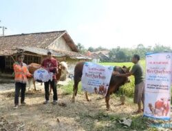 Semen Gresik Sumbangan 11 Sapi dan 18 Kambing Kurban untuk warga Rembang & Blora