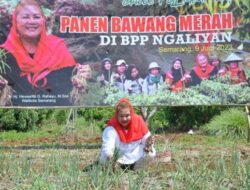 Walkot Ingin Kota Semarang Jadi Pemasok Bawang Merah di Sejumlah Daerah