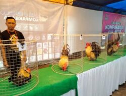 Kontes Ayam Kate di Banjarnegara, Ratusan Peserta Bersaing