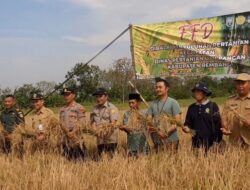 Petani Japerejo Rembang Sukses Panen Padi Semi Organik di Tengah Musim Kemarau
