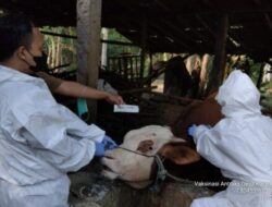 Sukoharjo dapat kiriman vaksin Antraks 2000 dosis dari Pemprov Jateng