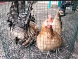 Unik!! Kontes Ayam Kate di Banjarnegara, Ada yang Lucu, Cantik dan Bersuara Keras