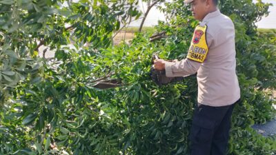 Bhabinkamtibmas Polsek Batangan Bersama Warga Pangkas Pohon yang Rawan Roboh