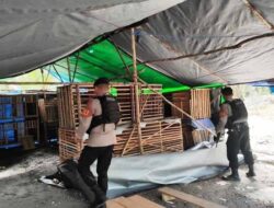 Jadi Lokasi Judi Sabung Ayam, Rumah Tenda Biru Di Lamandau Dibongkar Polisi