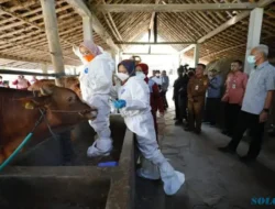 Nihil Kasus Antraks, 2.000 Dosis Vaksin Disuntikan ke Hewan Ternak di Sukoharjo