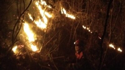 50 Hektare Lahan Hutan Perhutani di Klaten Dilalap Api, Begini Kondisinya