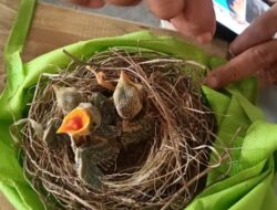 Dua Tukang Pulut Burung Ditangkap Warga di Kawasan Merapi Klaten