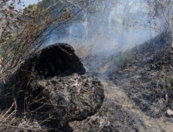 Kebakaran di Kawasan Cagar Alam Gunung Celering Jepara, 11,48 Hektare Lahan Hangus