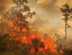 Bukit Pertapan Klaten Terbakar, 20 Hektar Lahan Hangus