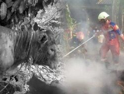 Kandang Sapi di Sukoharjo Kebakaran saat Ditinggal Pemilik Beribadah